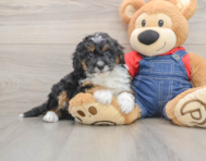 7 week old Mini Bernedoodle Puppy For Sale - Windy City Pups