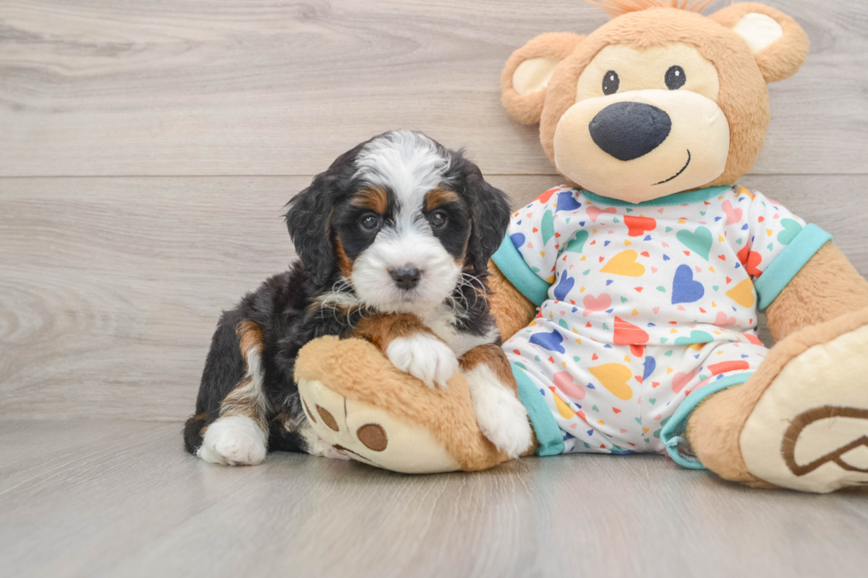 Mini Bernedoodle Puppy for Adoption