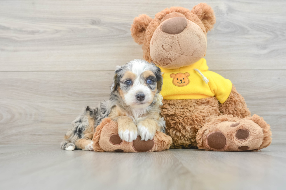 Best Mini Bernedoodle Baby