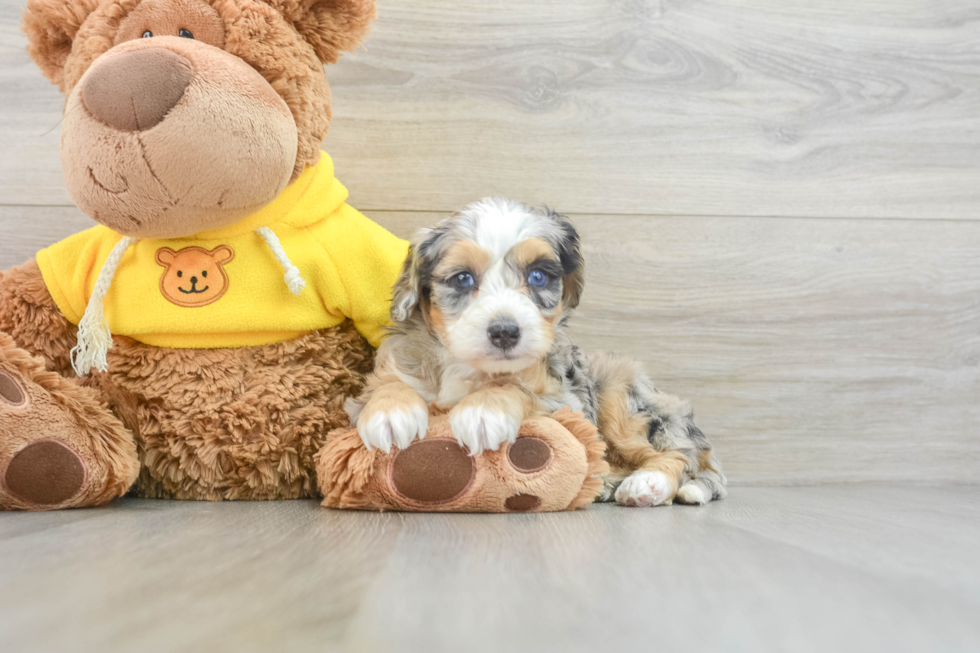 Mini Bernedoodle Puppy for Adoption