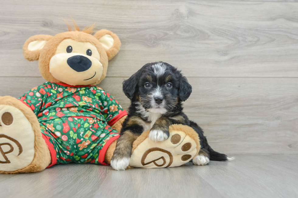 5 week old Mini Bernedoodle Puppy For Sale - Windy City Pups