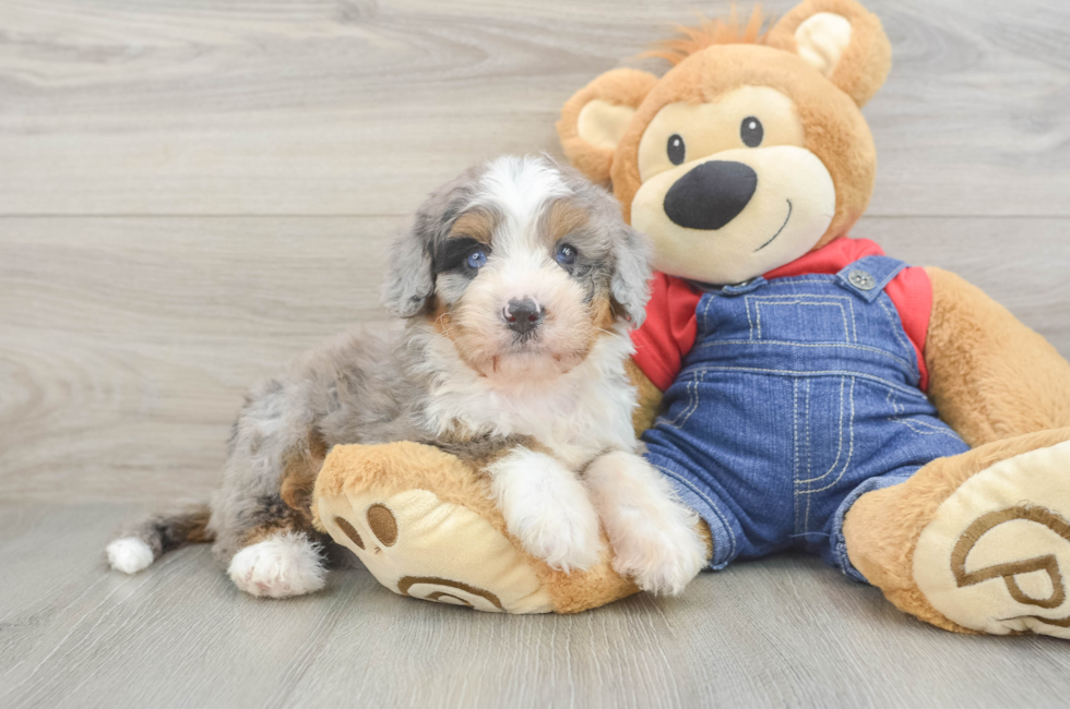 6 week old Mini Bernedoodle Puppy For Sale - Windy City Pups