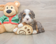 6 week old Mini Bernedoodle Puppy For Sale - Windy City Pups