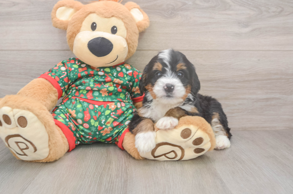 6 week old Mini Bernedoodle Puppy For Sale - Windy City Pups