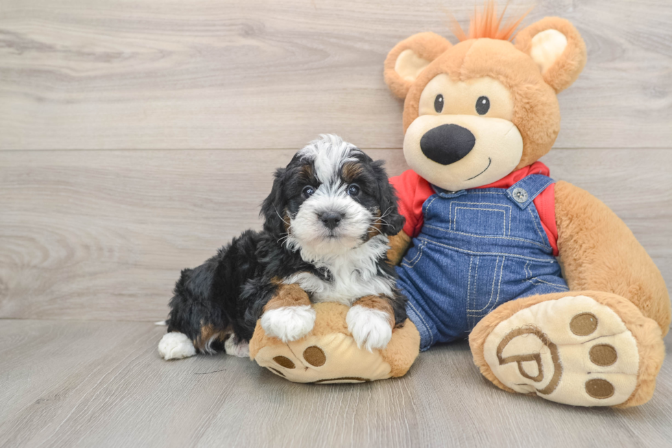 Mini Bernedoodle Puppy for Adoption