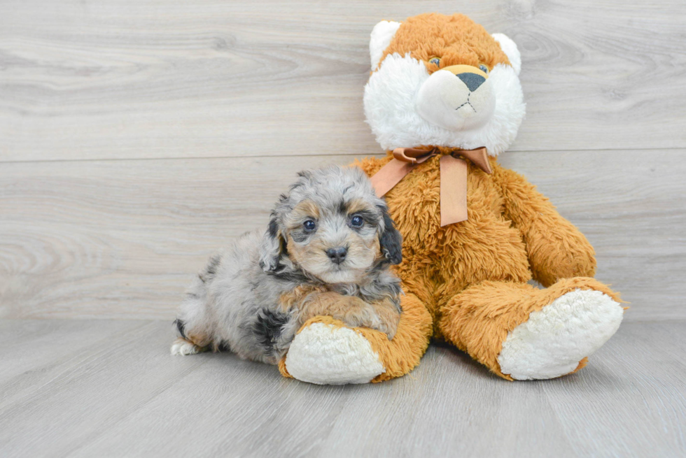 Best Mini Bernedoodle Baby