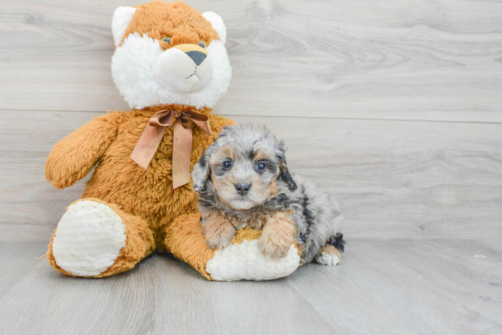 Petite Mini Bernedoodle Poodle Mix Pup