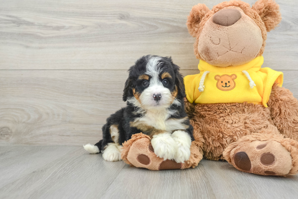 Mini Bernedoodle Pup Being Cute