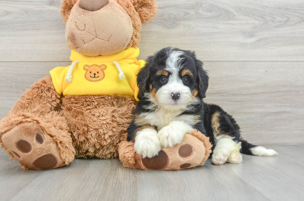 5 week old Mini Bernedoodle Puppy For Sale - Windy City Pups