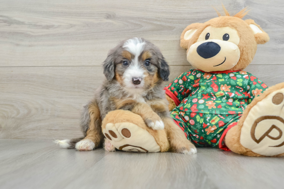 Cute Mini Bernedoodle Baby