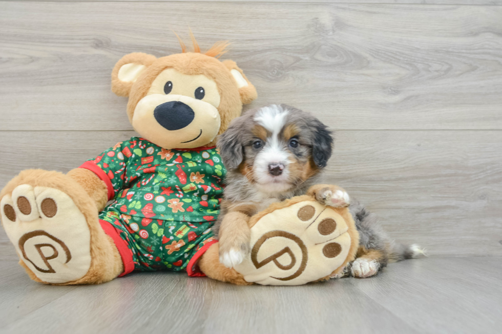 Cute Mini Bernedoodle Baby