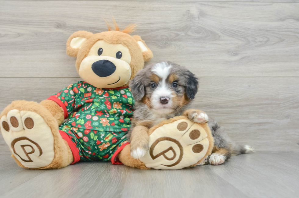 5 week old Mini Bernedoodle Puppy For Sale - Windy City Pups