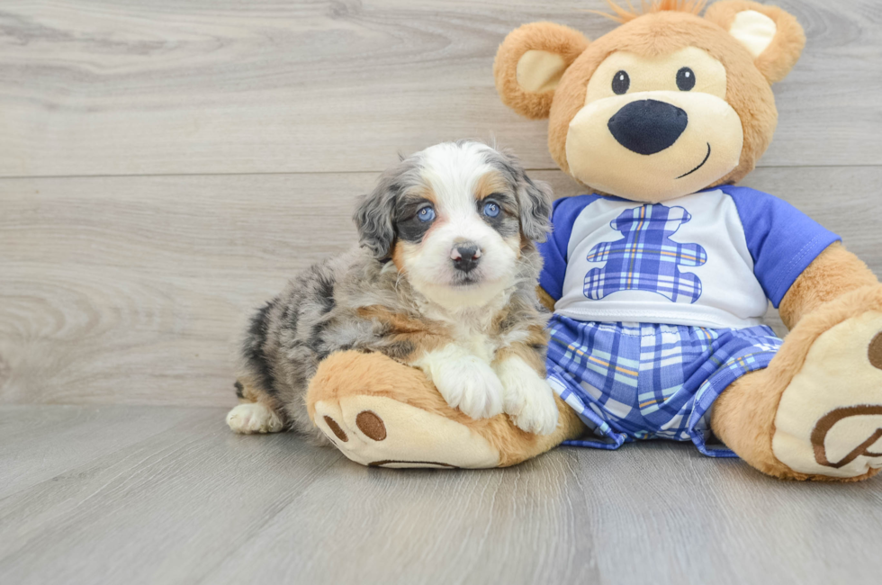 5 week old Mini Bernedoodle Puppy For Sale - Windy City Pups