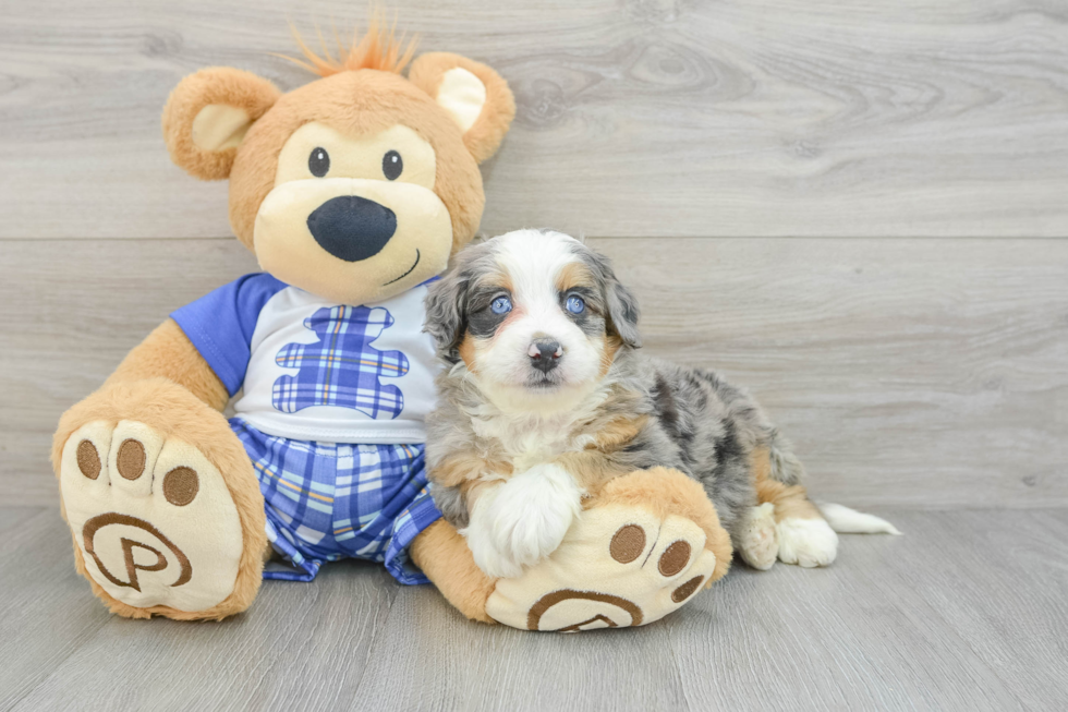 Funny Mini Bernedoodle Poodle Mix Pup