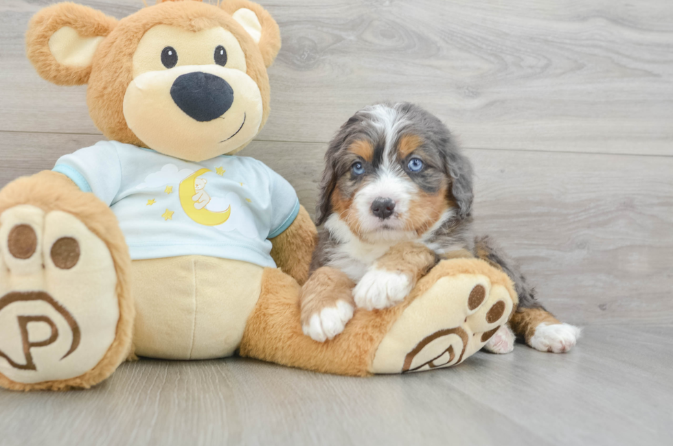 6 week old Mini Bernedoodle Puppy For Sale - Windy City Pups