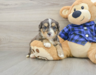 8 week old Mini Bernedoodle Puppy For Sale - Windy City Pups