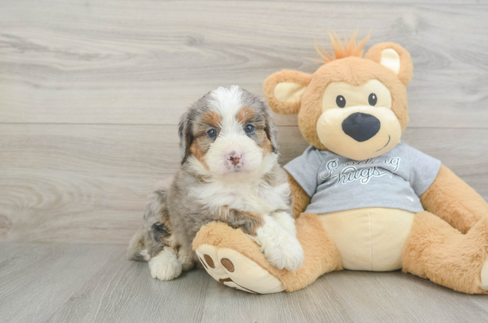5 week old Mini Bernedoodle Puppy For Sale - Windy City Pups