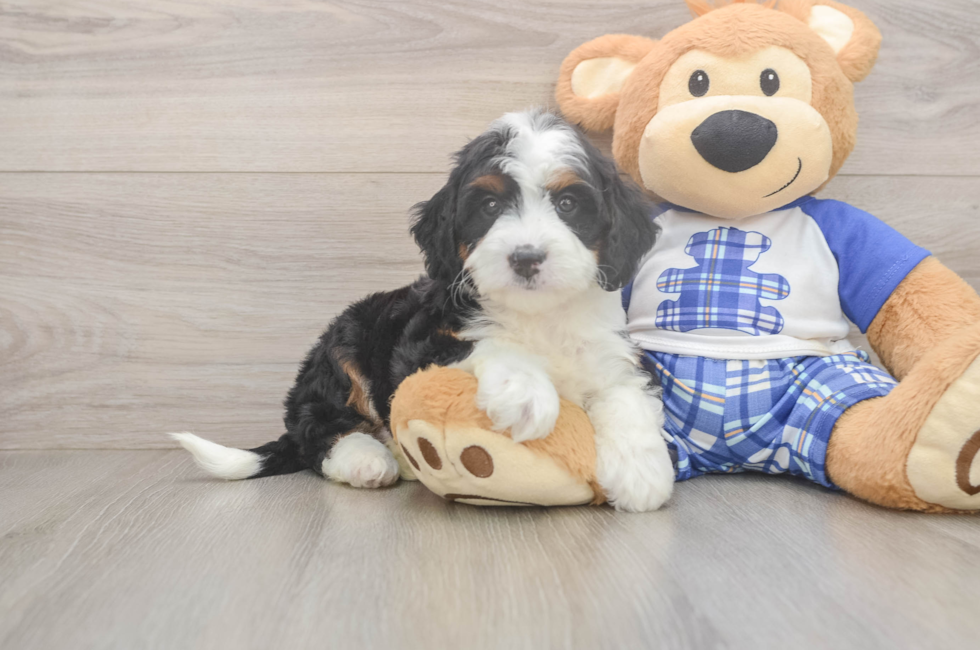5 week old Mini Bernedoodle Puppy For Sale - Windy City Pups