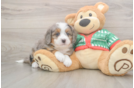Happy Mini Bernedoodle Baby