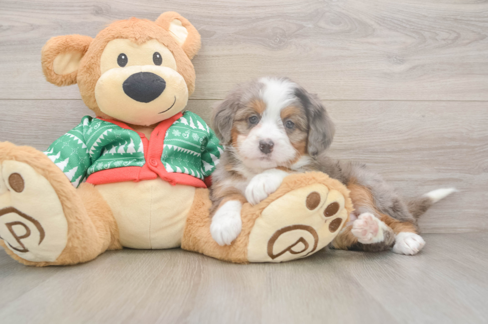 6 week old Mini Bernedoodle Puppy For Sale - Windy City Pups