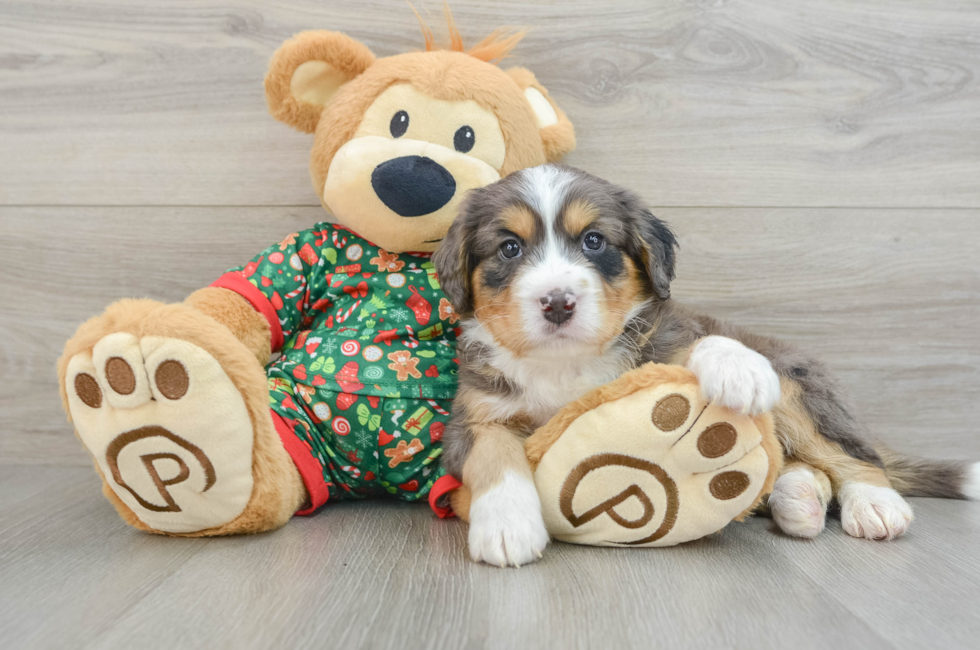 5 week old Mini Bernedoodle Puppy For Sale - Windy City Pups