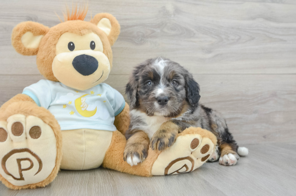 6 week old Mini Bernedoodle Puppy For Sale - Windy City Pups