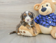8 week old Mini Bernedoodle Puppy For Sale - Windy City Pups