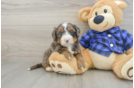 Mini Bernedoodle Pup Being Cute
