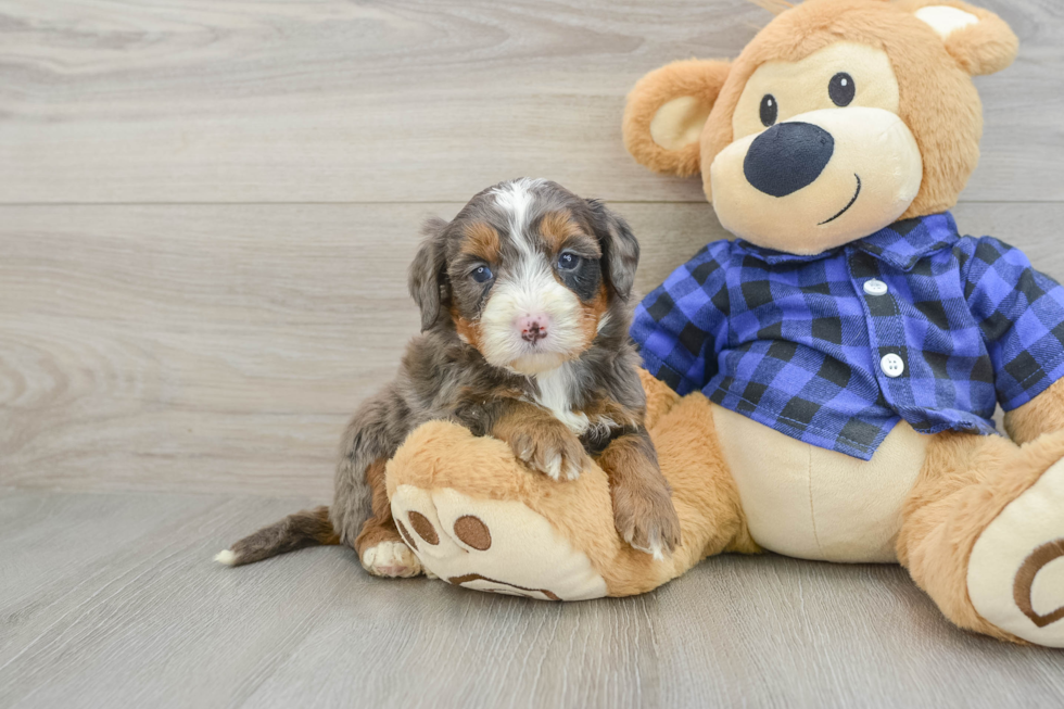 Mini Bernedoodle Pup Being Cute