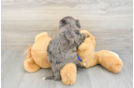 Friendly Mini Bernedoodle Baby