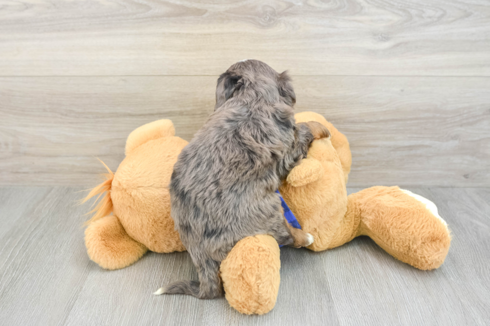 Friendly Mini Bernedoodle Baby