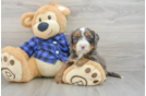 Best Mini Bernedoodle Baby