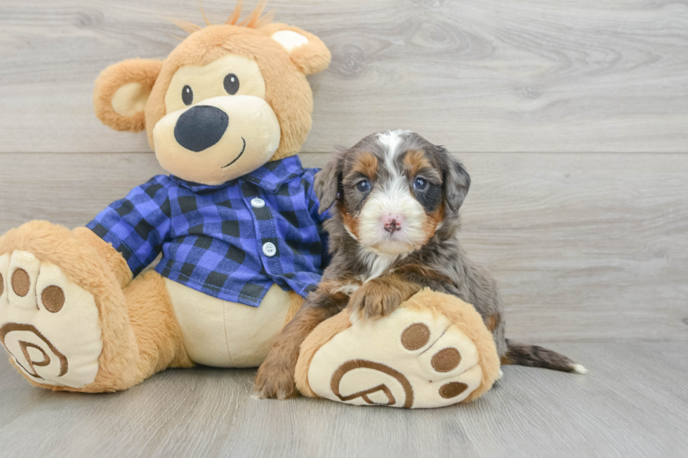 Best Mini Bernedoodle Baby