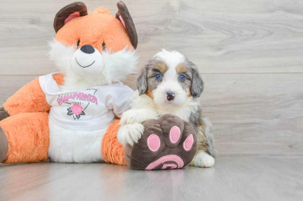6 week old Mini Bernedoodle Puppy For Sale - Windy City Pups