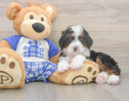 8 week old Mini Bernedoodle Puppy For Sale - Windy City Pups