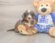 6 week old Mini Bernedoodle Puppy For Sale - Windy City Pups