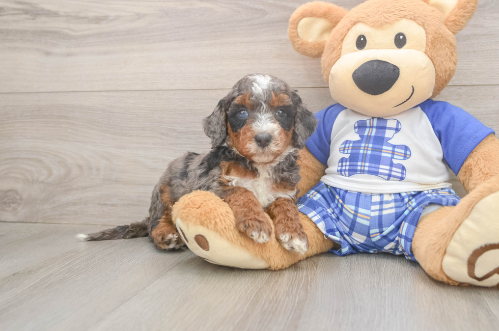 5 week old Mini Bernedoodle Puppy For Sale - Windy City Pups