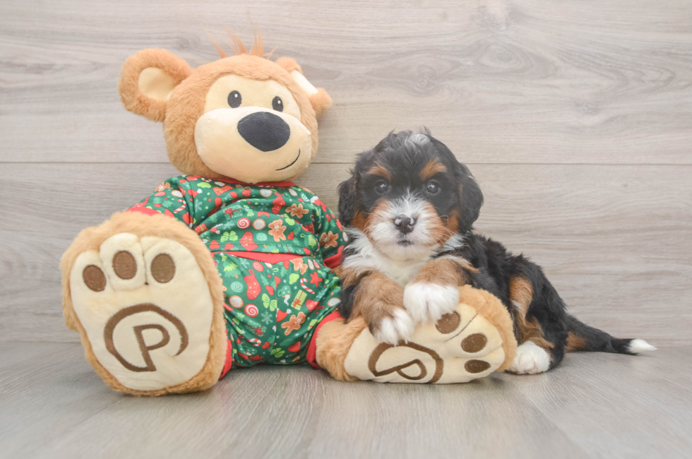 6 week old Mini Bernedoodle Puppy For Sale - Windy City Pups