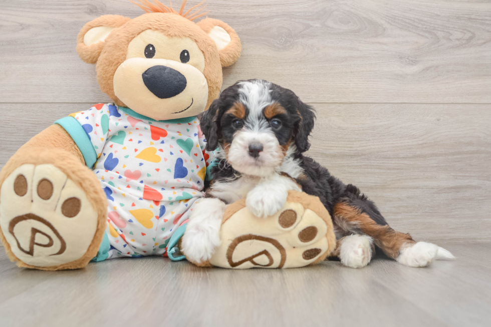 Best Mini Bernedoodle Baby