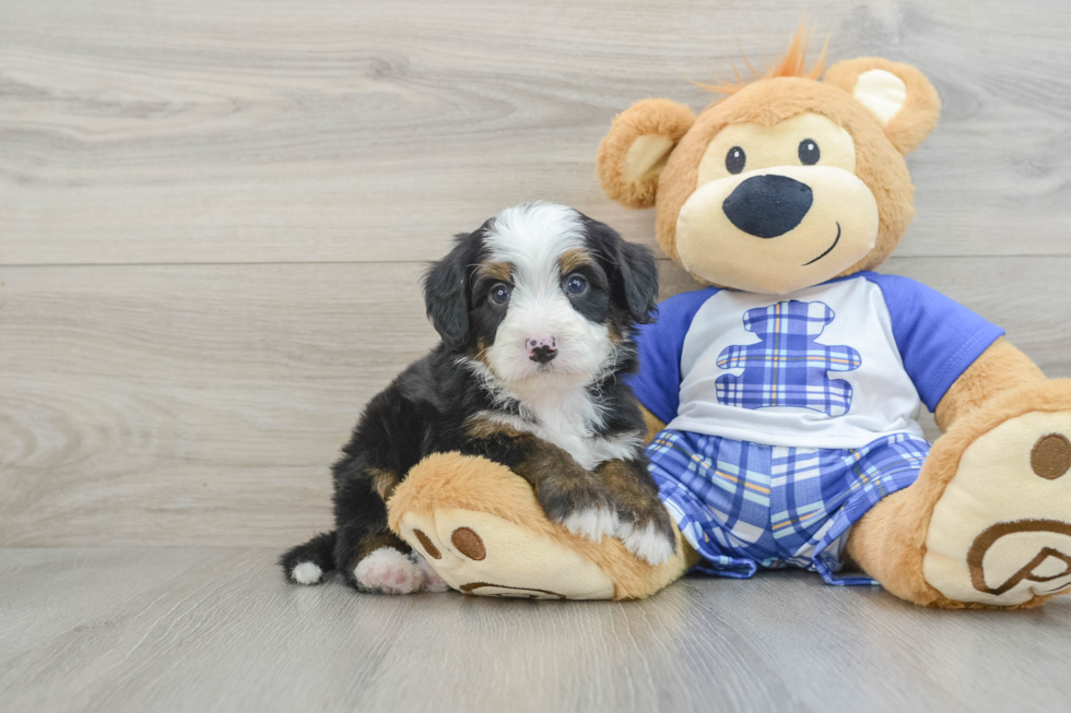 Sweet Mini Bernedoodle Baby