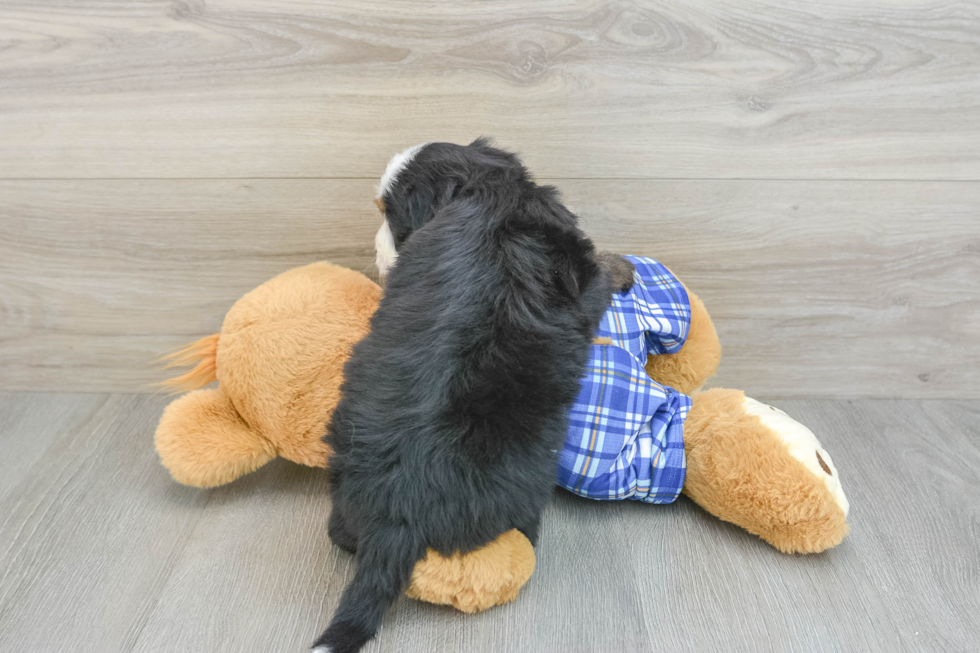 Sweet Mini Bernedoodle Baby