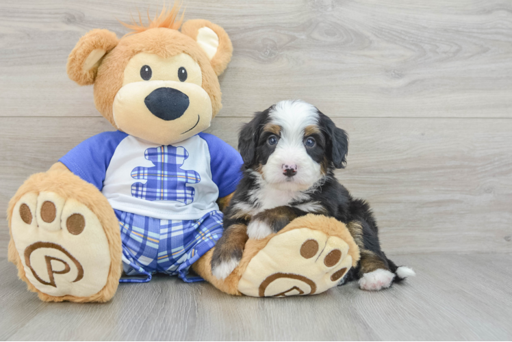 Popular Mini Bernedoodle Poodle Mix Pup