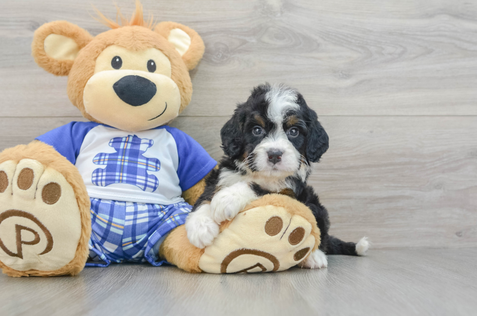 7 week old Mini Bernedoodle Puppy For Sale - Windy City Pups