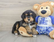 7 week old Mini Bernedoodle Puppy For Sale - Windy City Pups