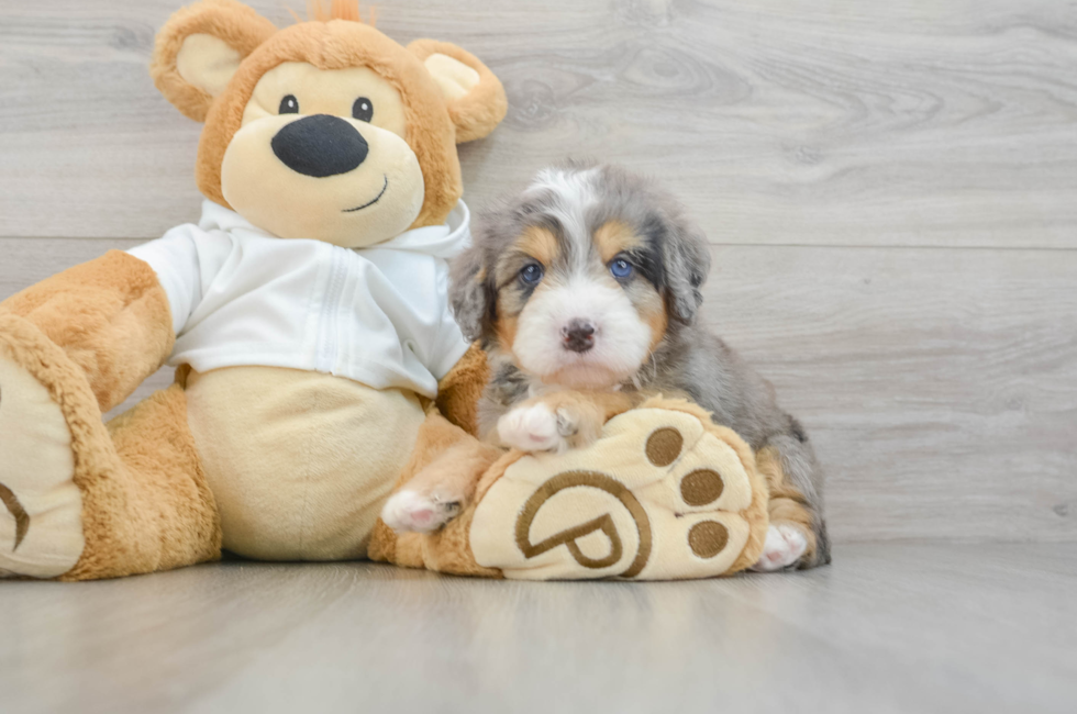 5 week old Mini Bernedoodle Puppy For Sale - Windy City Pups
