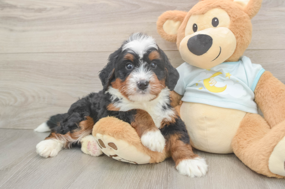 5 week old Mini Bernedoodle Puppy For Sale - Windy City Pups