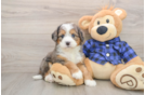 Small Mini Bernedoodle Baby