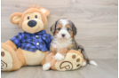Mini Bernedoodle Pup Being Cute