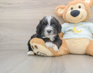 7 week old Mini Bernedoodle Puppy For Sale - Windy City Pups