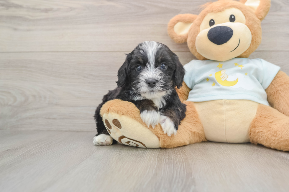 Best Mini Bernedoodle Baby